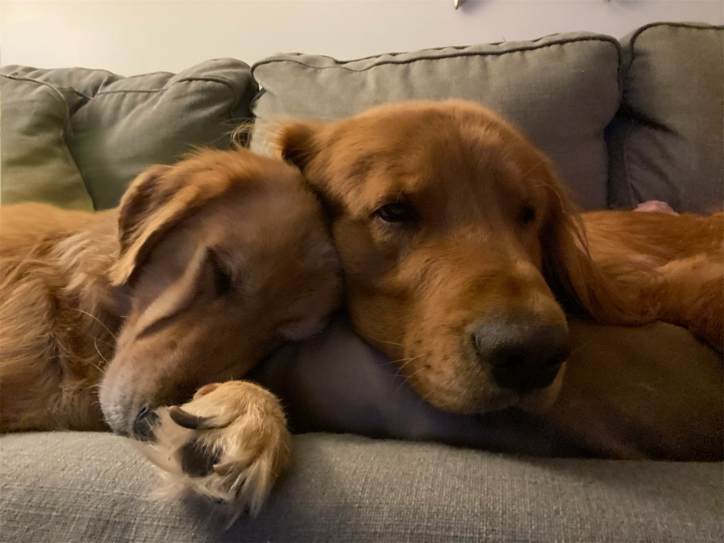 Nova and Lady cuddling